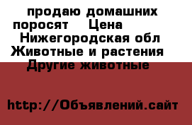 продаю домашних поросят  › Цена ­ 4 000 - Нижегородская обл. Животные и растения » Другие животные   